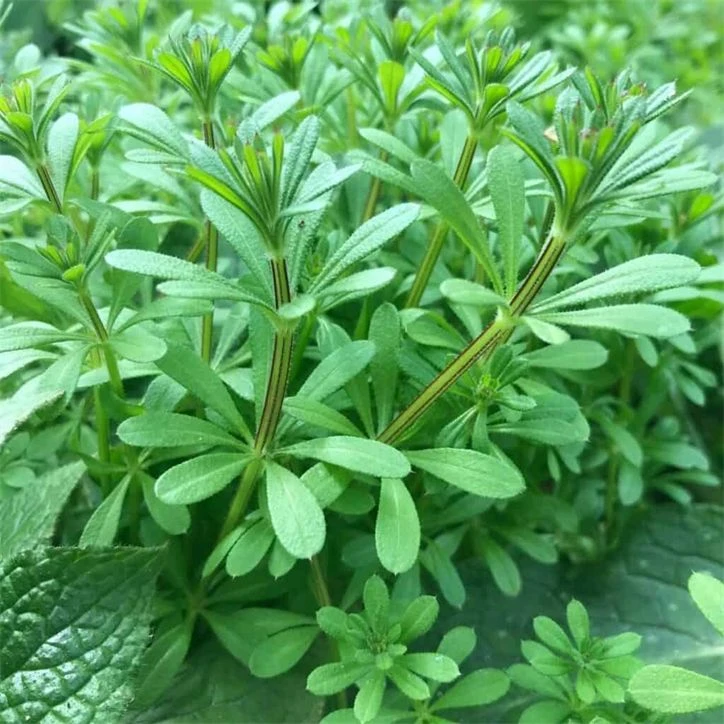 Fresh cleavers, one of the four botanicals in the blend